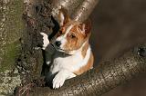 BASENJI 242